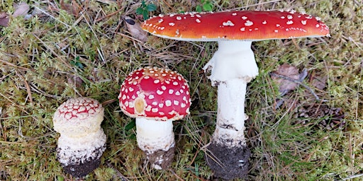 Wild Fungi Identification Foray