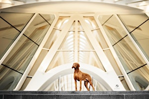 Photowalk: Urban Dog met Elke Braet