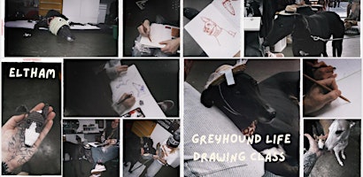 Greyhound Life Drawing class - Greyt Greys Rescue fundraiser
