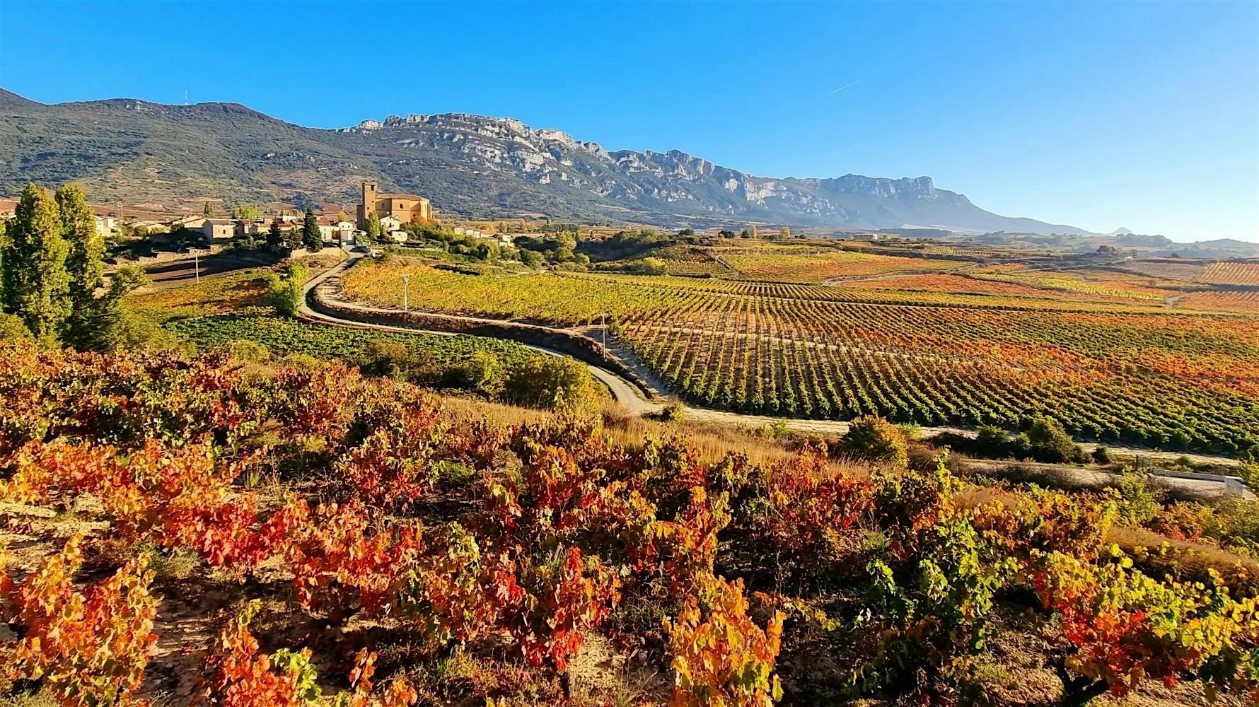 Wine Class - Single Vineyard Rioja