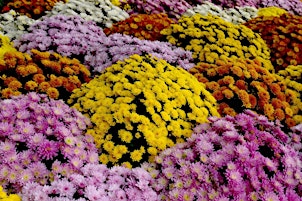 WORKSHOP ART FLORAL 11/11 APREM
