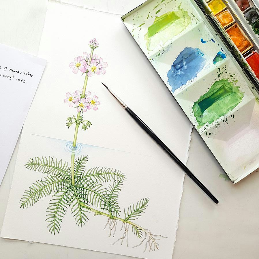 Nature & Botanical Sketching
