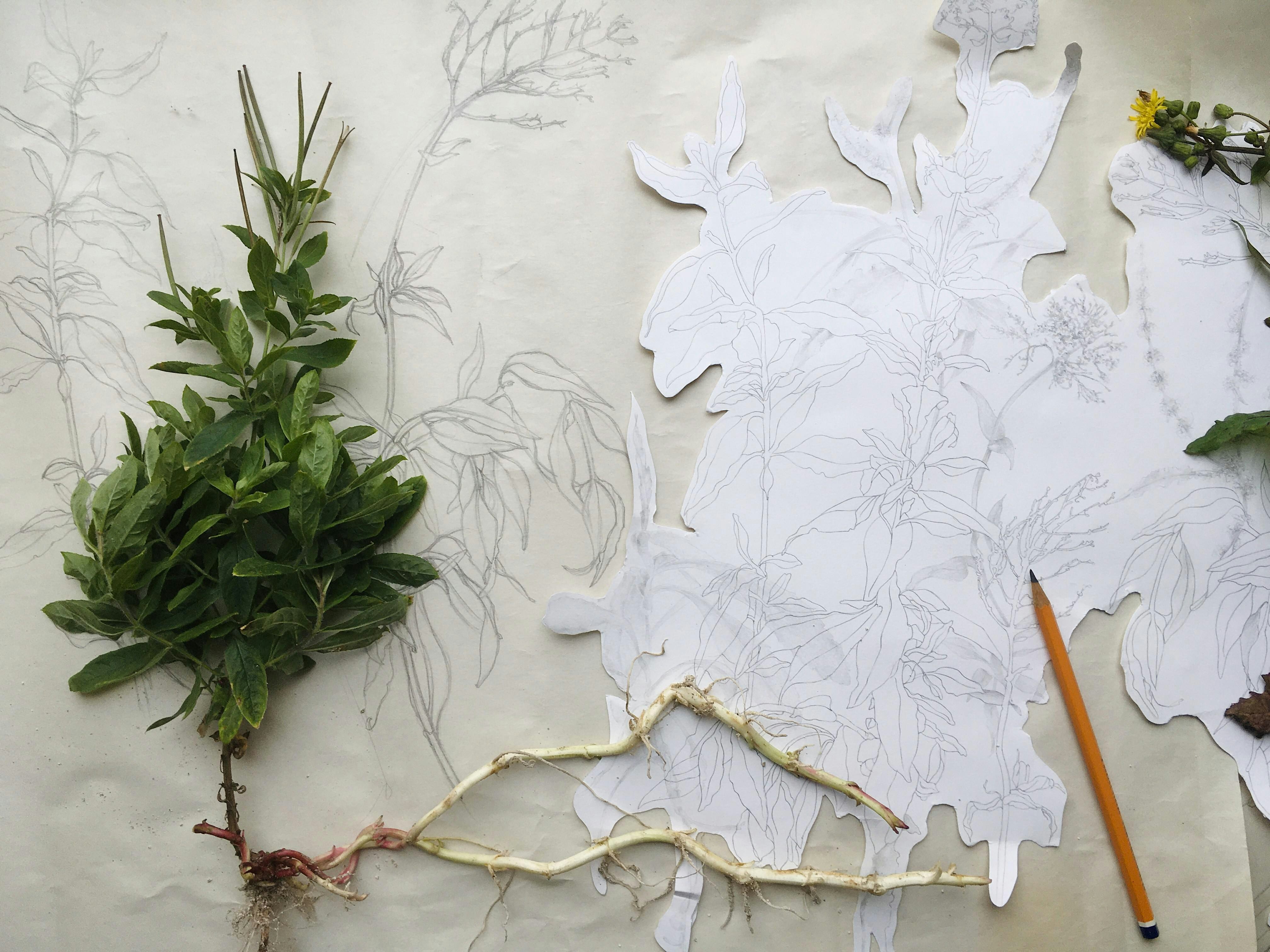 Adult Drawing Workshop: Growing lines