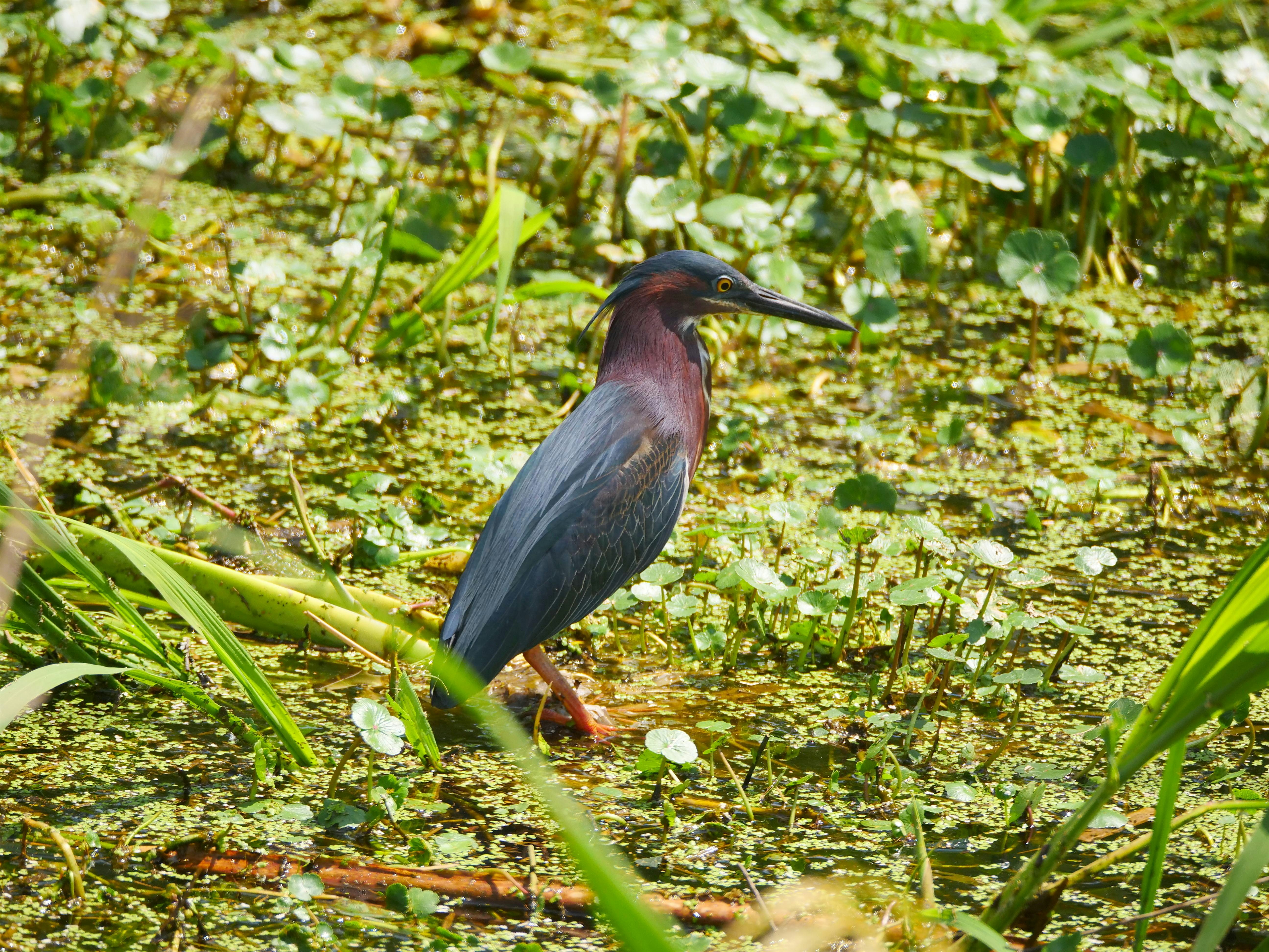 Birding Basics @ Coquille Park (Fall 2026)