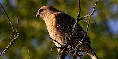 Fall Bird Walk- Saturday, October 3