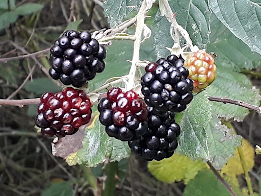 Autumn Equinox Forest Bathing @ Spud Wood