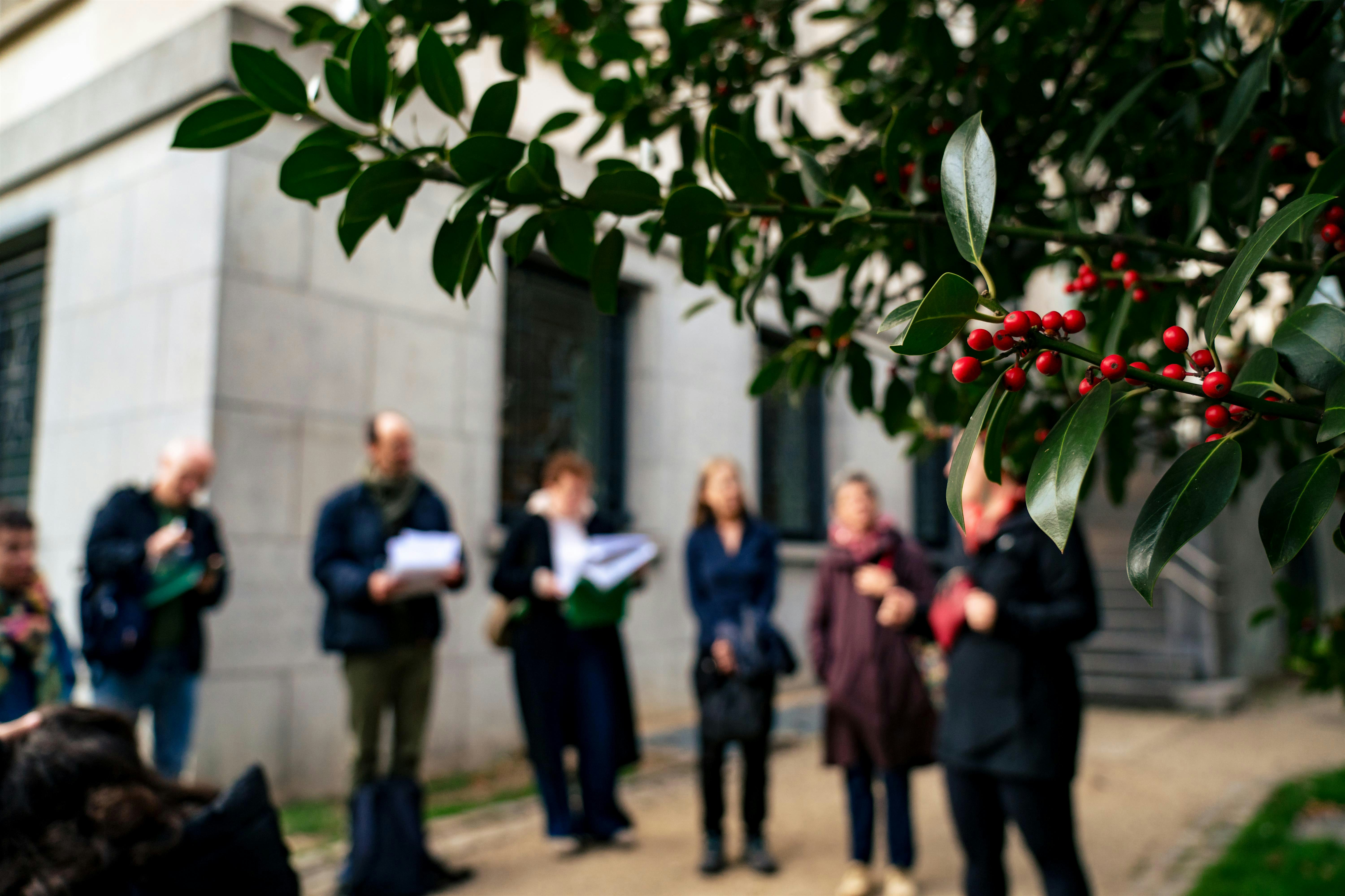 Les plantes sauvages de nos rues