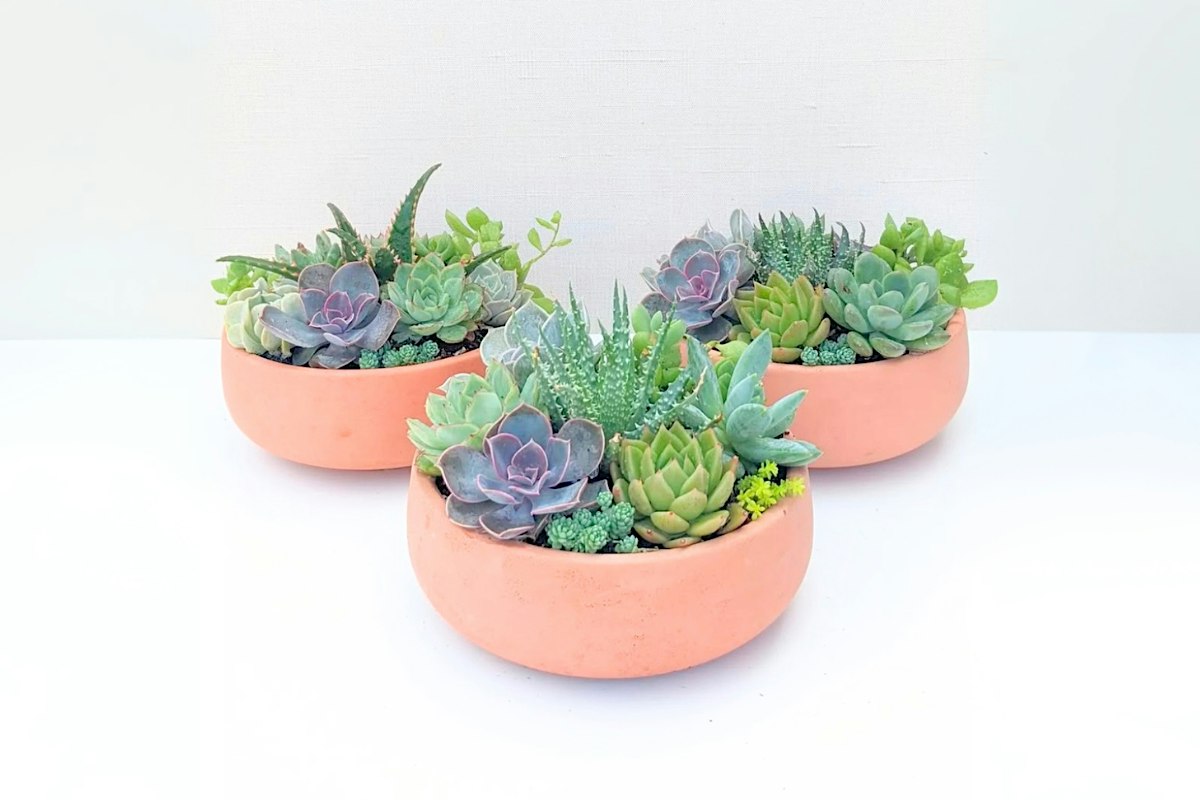 Autumn Succulent Workshop