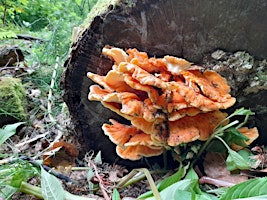 Fungi foray in the Carrs
