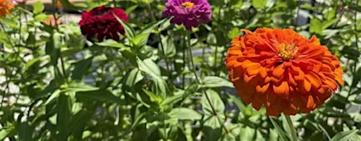Backyard Bouquets: Growing Flowers for Cutting