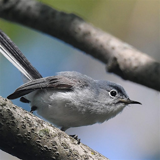September Fall Migration Bird Walk