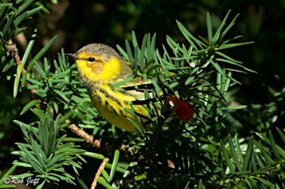 Birding in Peace
