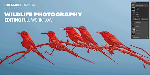 Wildlife Photography Editing Full Workflow - LIVE w/Quinn Aebi