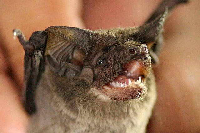 Halloween Nature Night Hike w/ Joey Curti, Bat Biologist!
