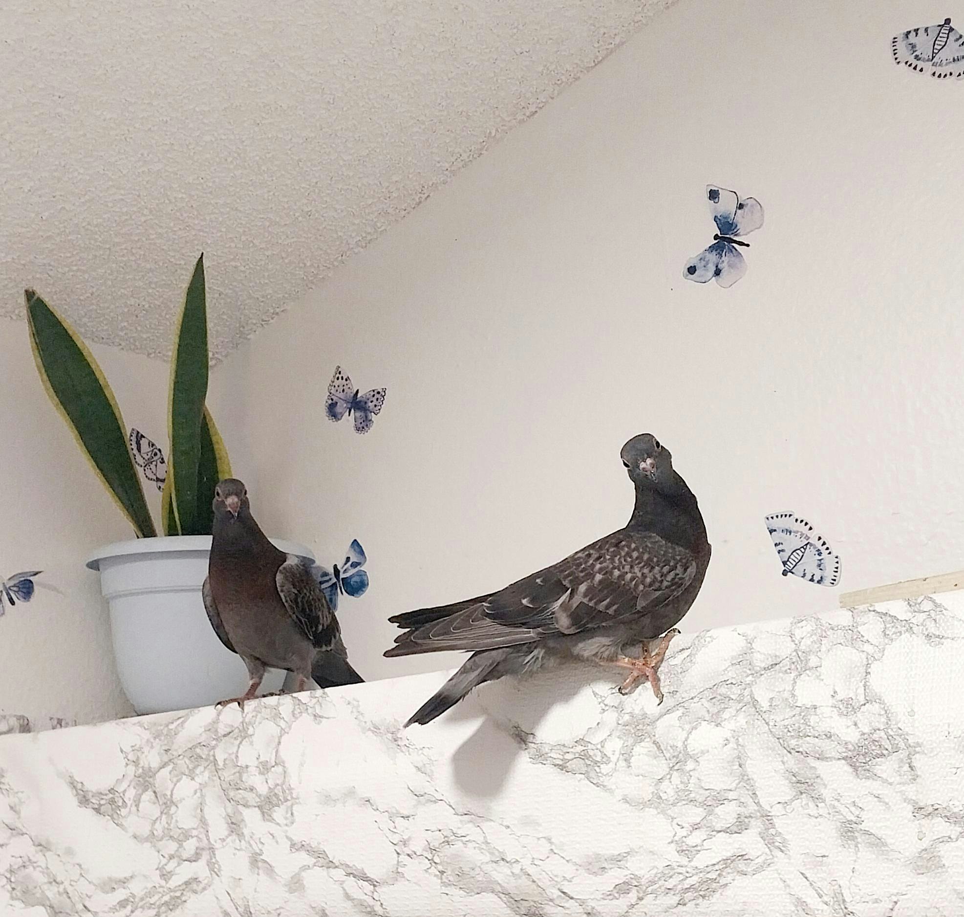 Painting with Pigeons