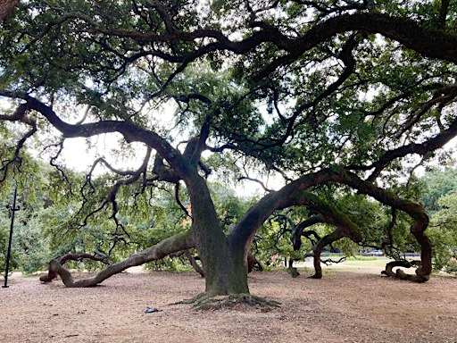 Gentle Yoga in the Park