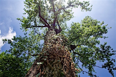 La bonifica di Seveso e Meda cinquant'anni dopo