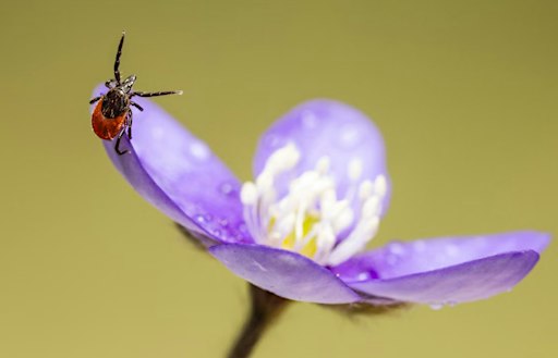 Maladie de Lyme : Mythes et réalités