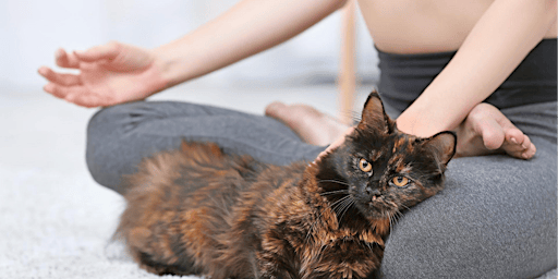 Cat Yoga