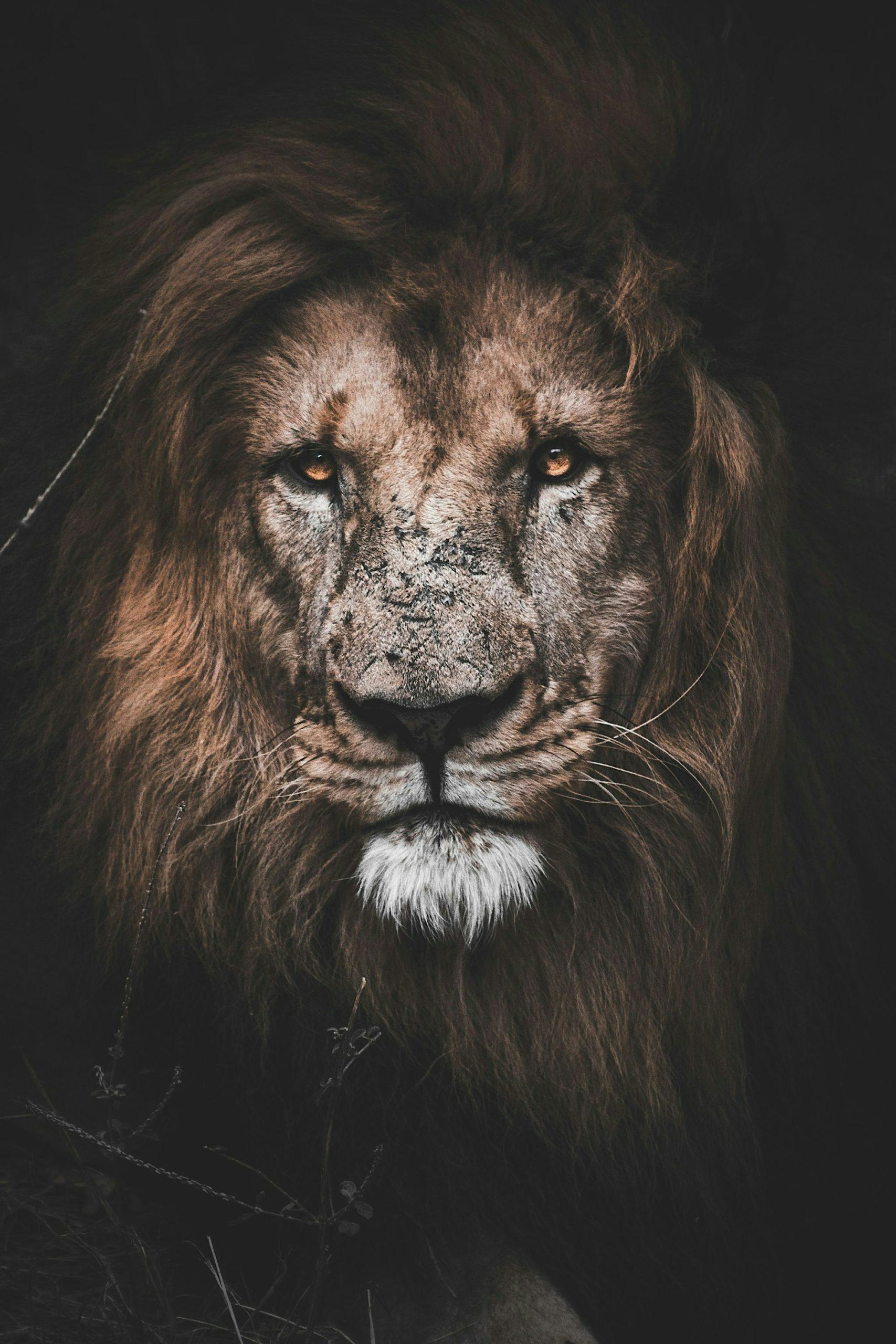 MEETING YOUR ANIMAL GUIDE – A GUIDED MEDITATION TO FIND YOUR POWER ANIMAL