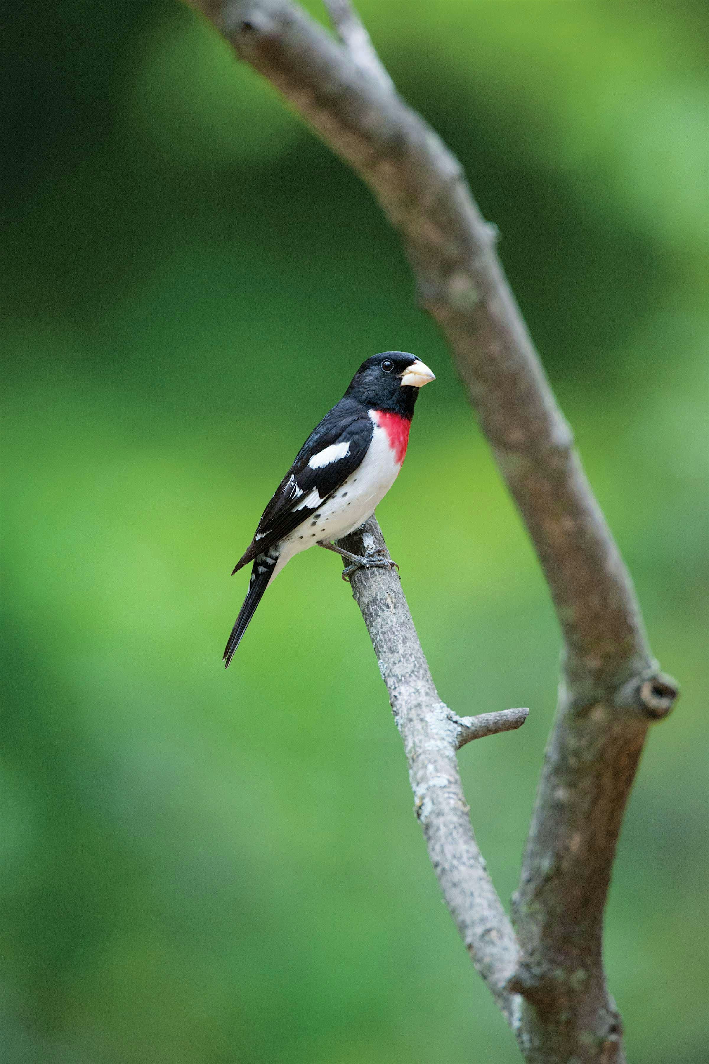 WBU Athens Bird Walk with Martin @ UGA Botanical Garden