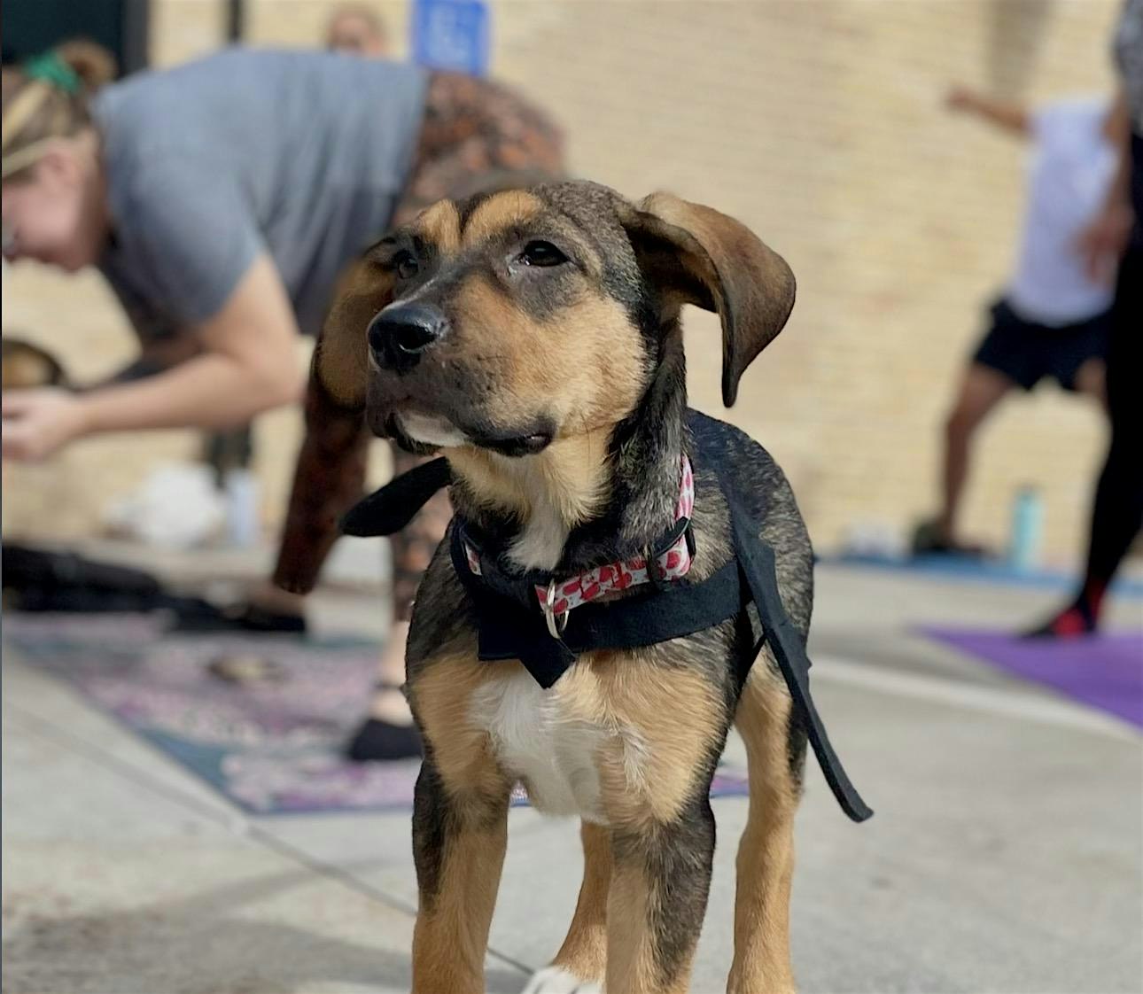 Rescue Puppy Yoga @ Griffin Street Studio