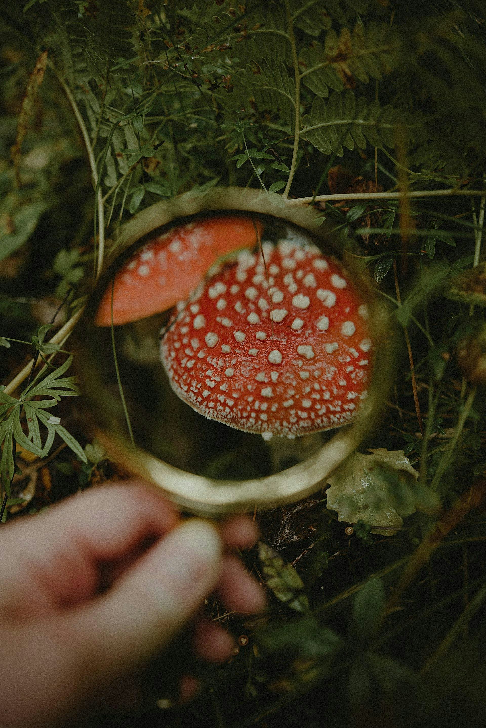 Bush Detectives - Lane Cove Bush Kids