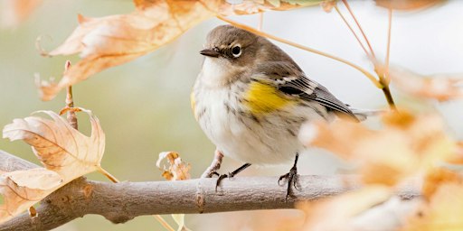 Tuesday Evening Fall Migration Bird Walk Series - Brooklyn