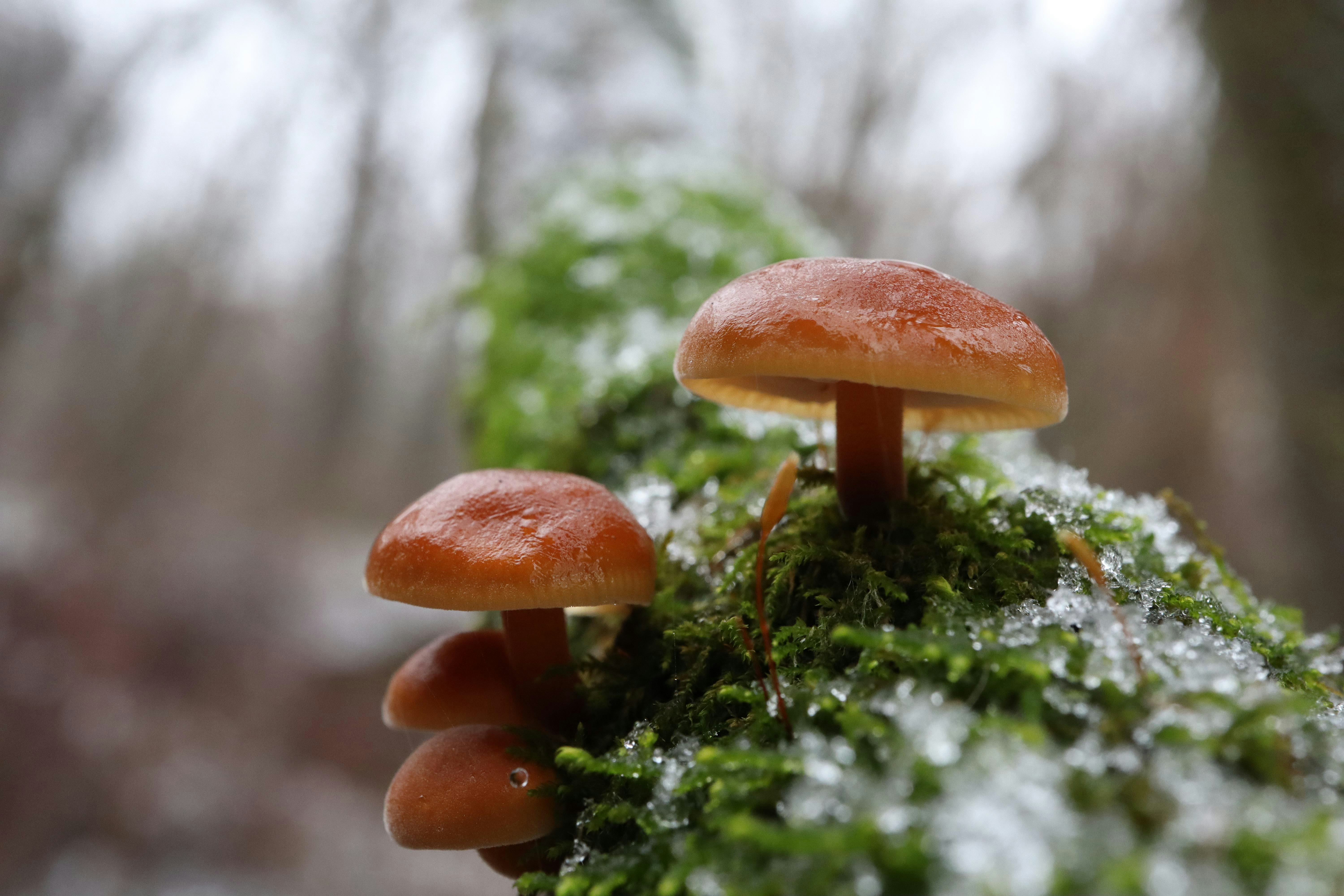 Winter Mushroom Excursion