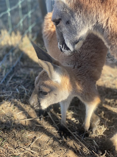 Kangaroo Meet-and-Greet (indoor)