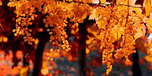 Seend Wine Circle Autumn Tasting