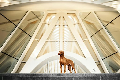 Fotowalk Urban Dog met Elke Braet