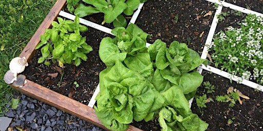 Foot by Foot/Refresher Gardening Class 9.26