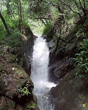 Jornada de reforestación en Ocuilan, Estado de México