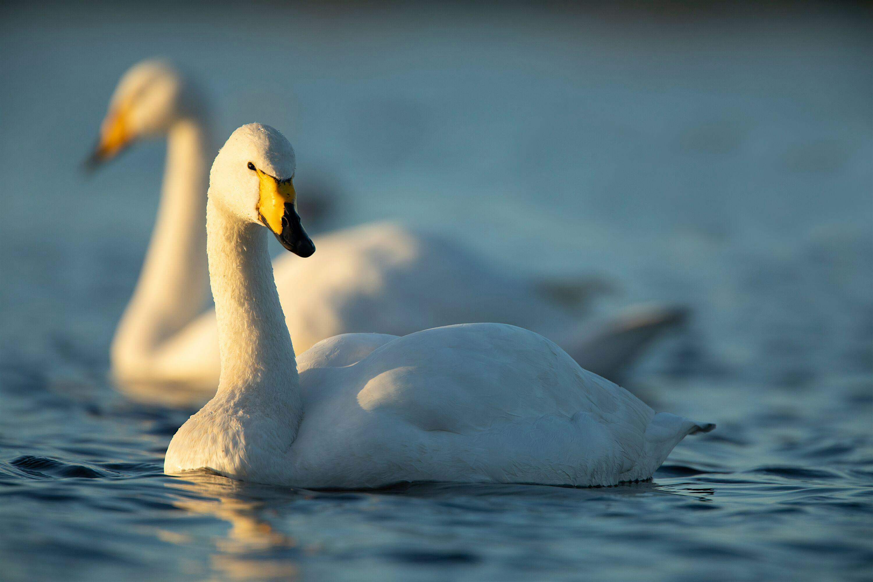 Coach Trip: WWT Welney