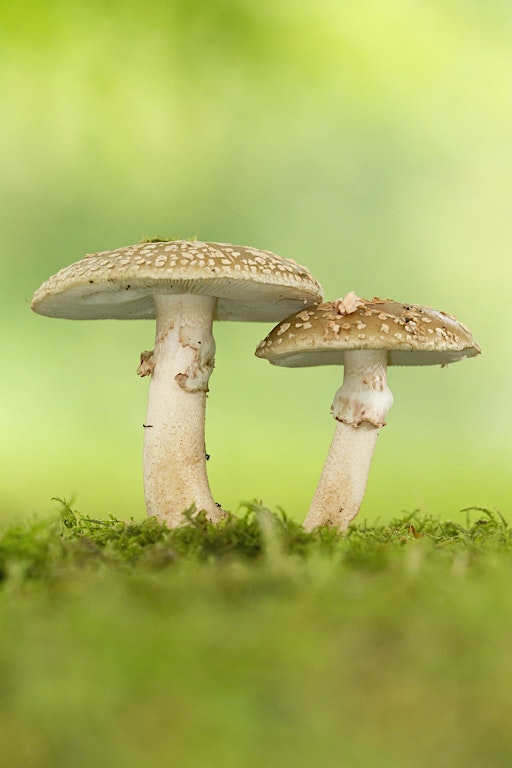 Nature Walk - Fungi