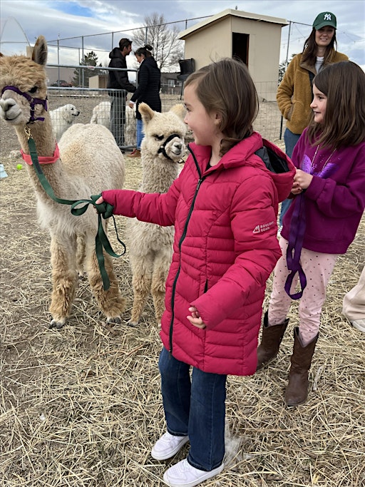 Alpaca Farm Tour