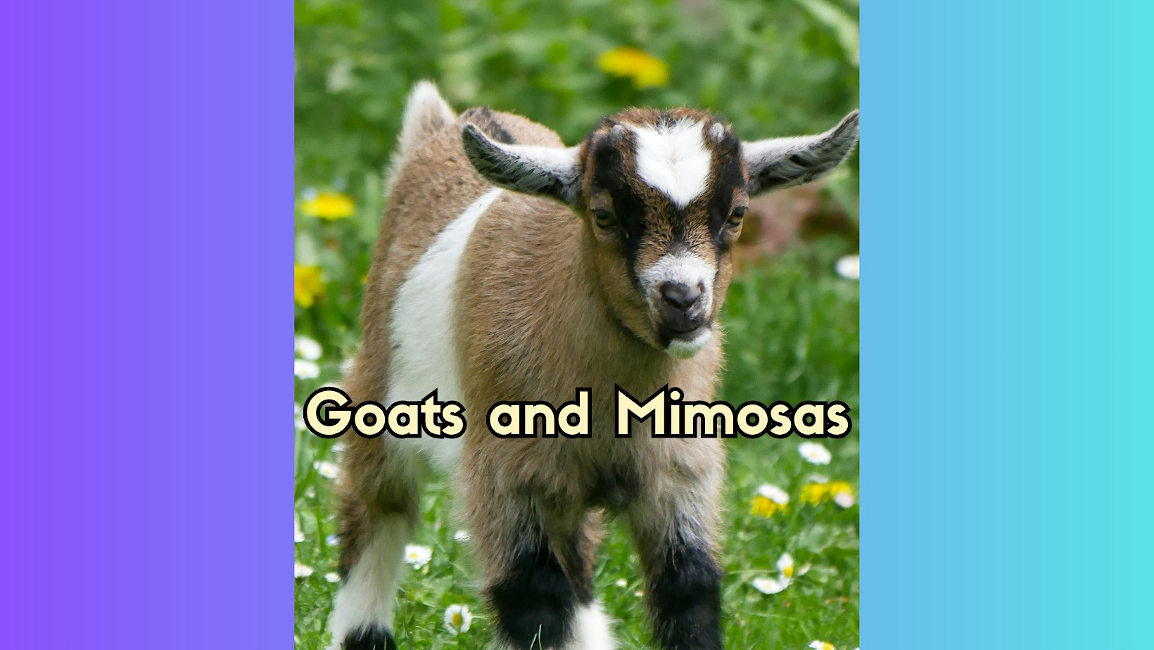 Goats and Mimosas