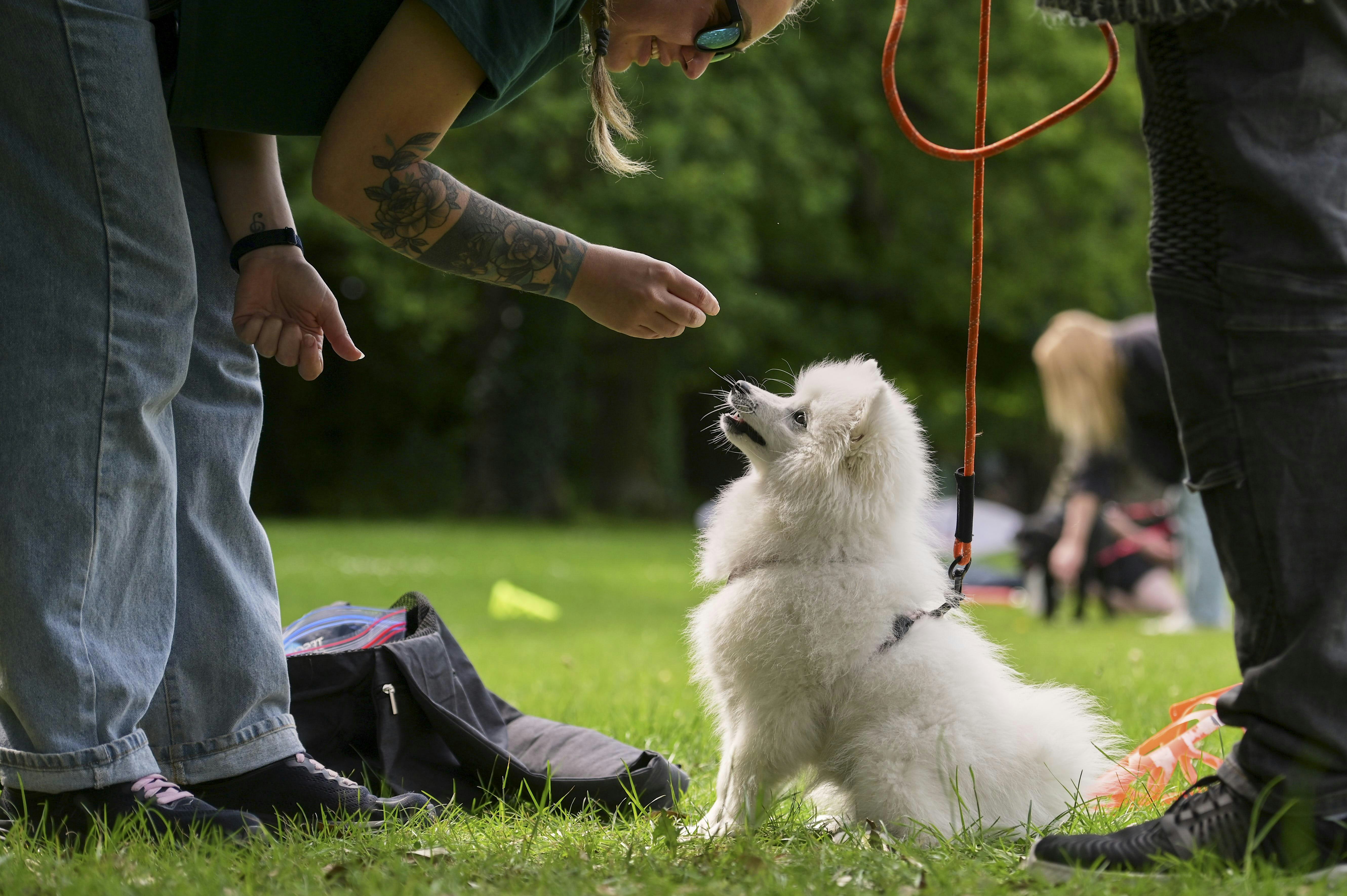 Private Training in your home with Canine Behaviourist (Felicity)