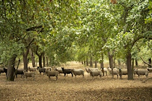 An Evening of Orchards, Wildlife and Cider