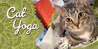 Cat Yoga at Catfé Lounge!