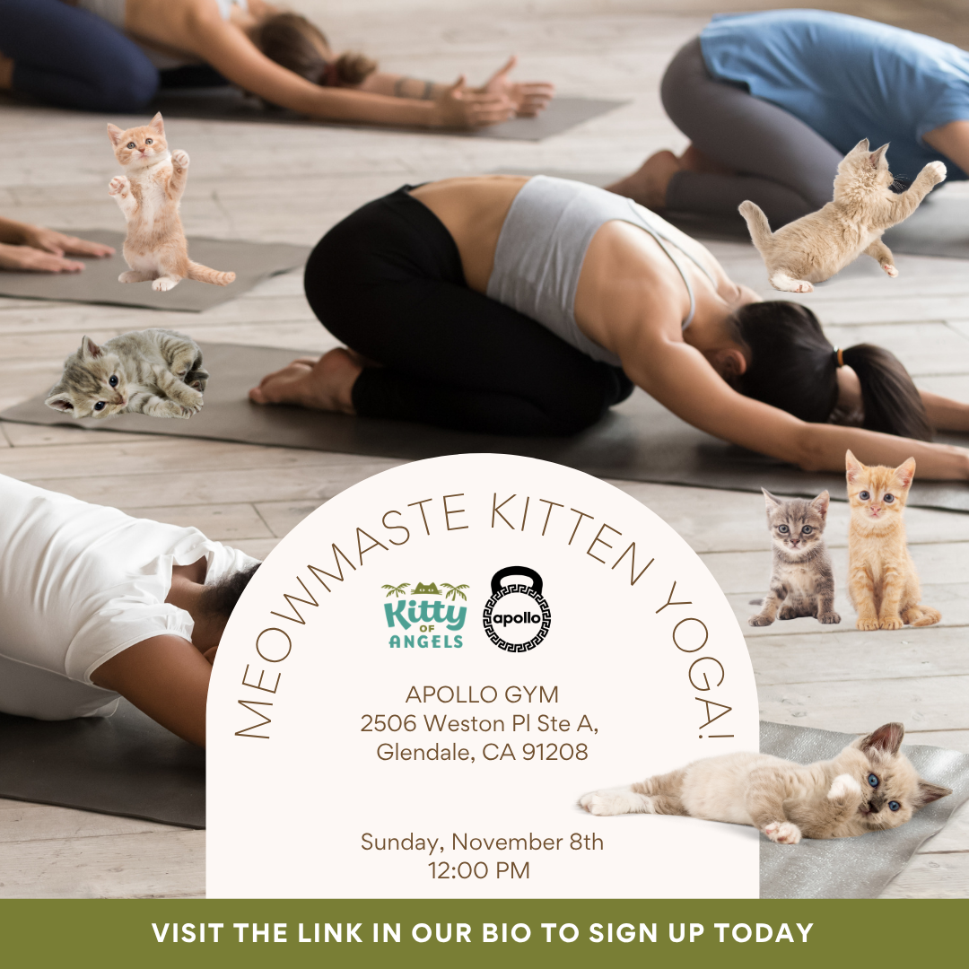 Join us at Apollo Gym in Glendale for a one-of-a-kind yoga experience featuring adorable, playful rescue cats!