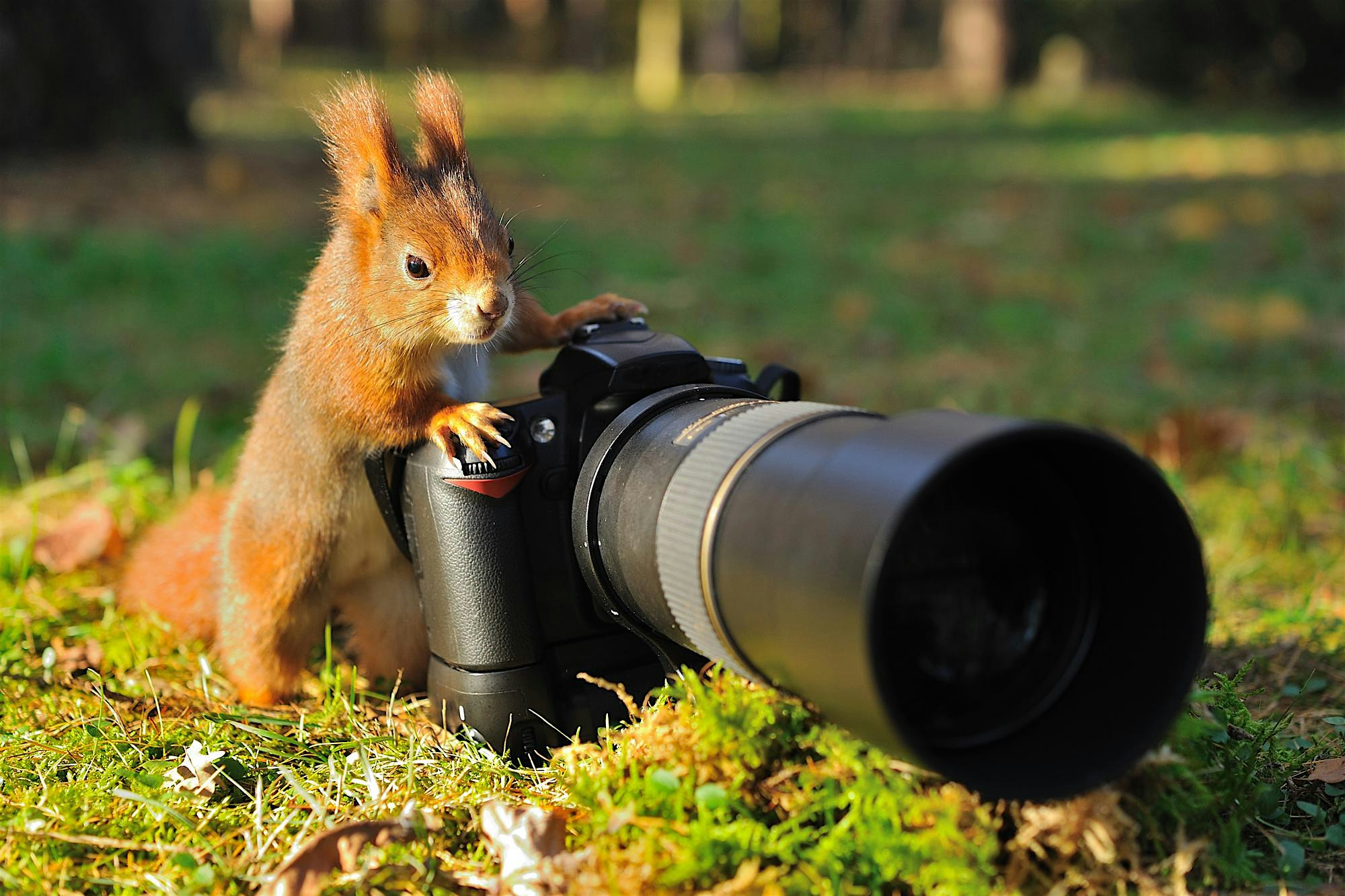 Wildlife Photography with ASoP