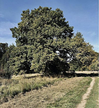 Du bois Saint-Martin à la forêt de Ferrières