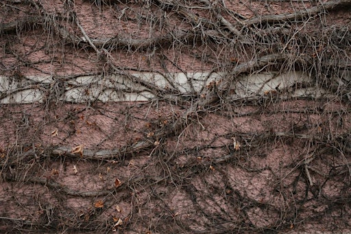 The ecosystem of life underground