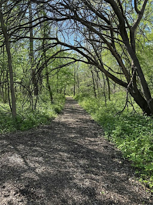 Grief Tending / Forest Bathing Retreat