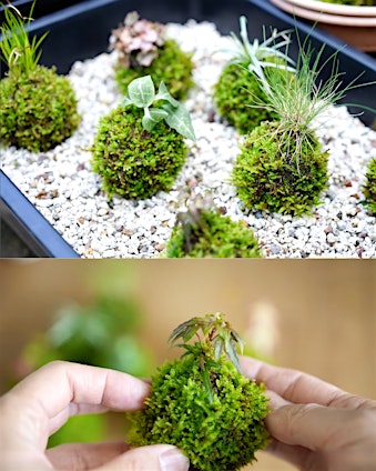 Live Moss Mini Kokedama @ Winifred Grace