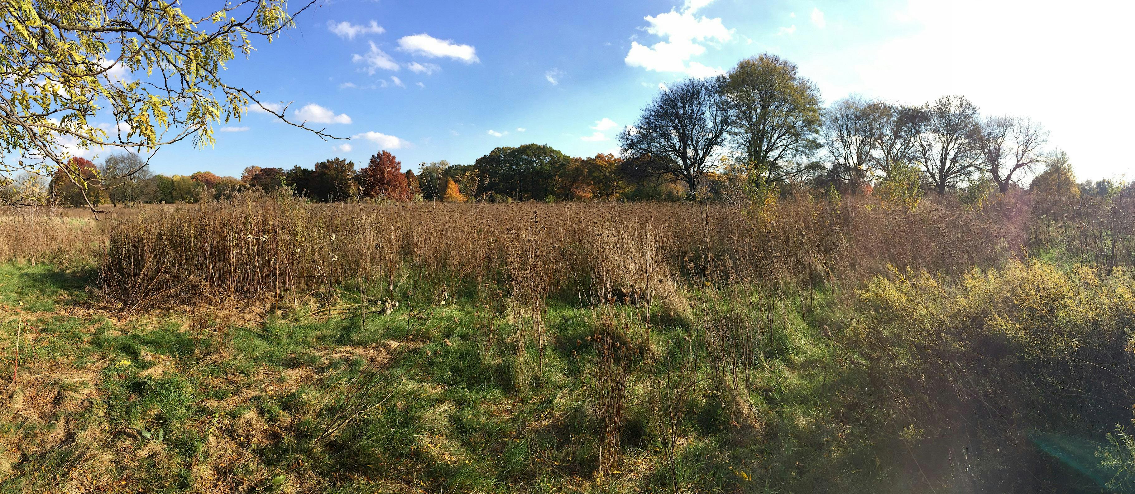 Spring Migration at Rogell Park-NEW!