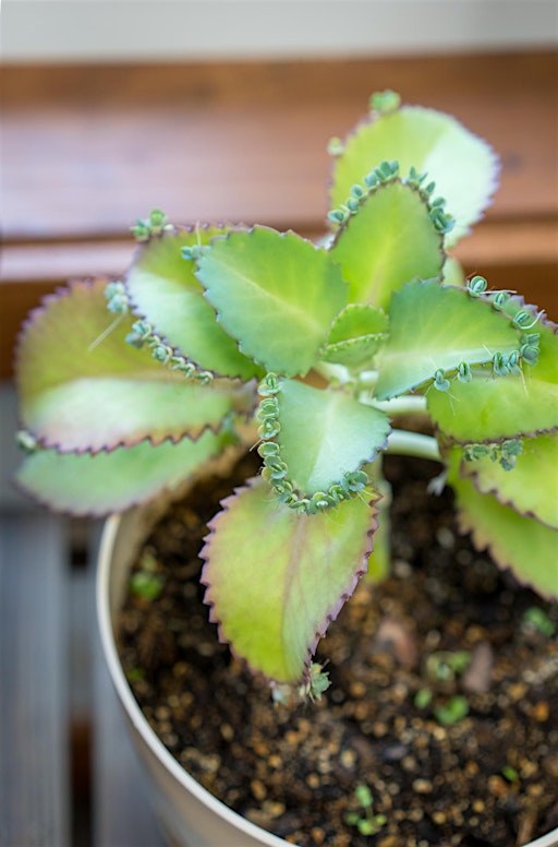 Self-Care Plant Workshop | Plant Your Intentions