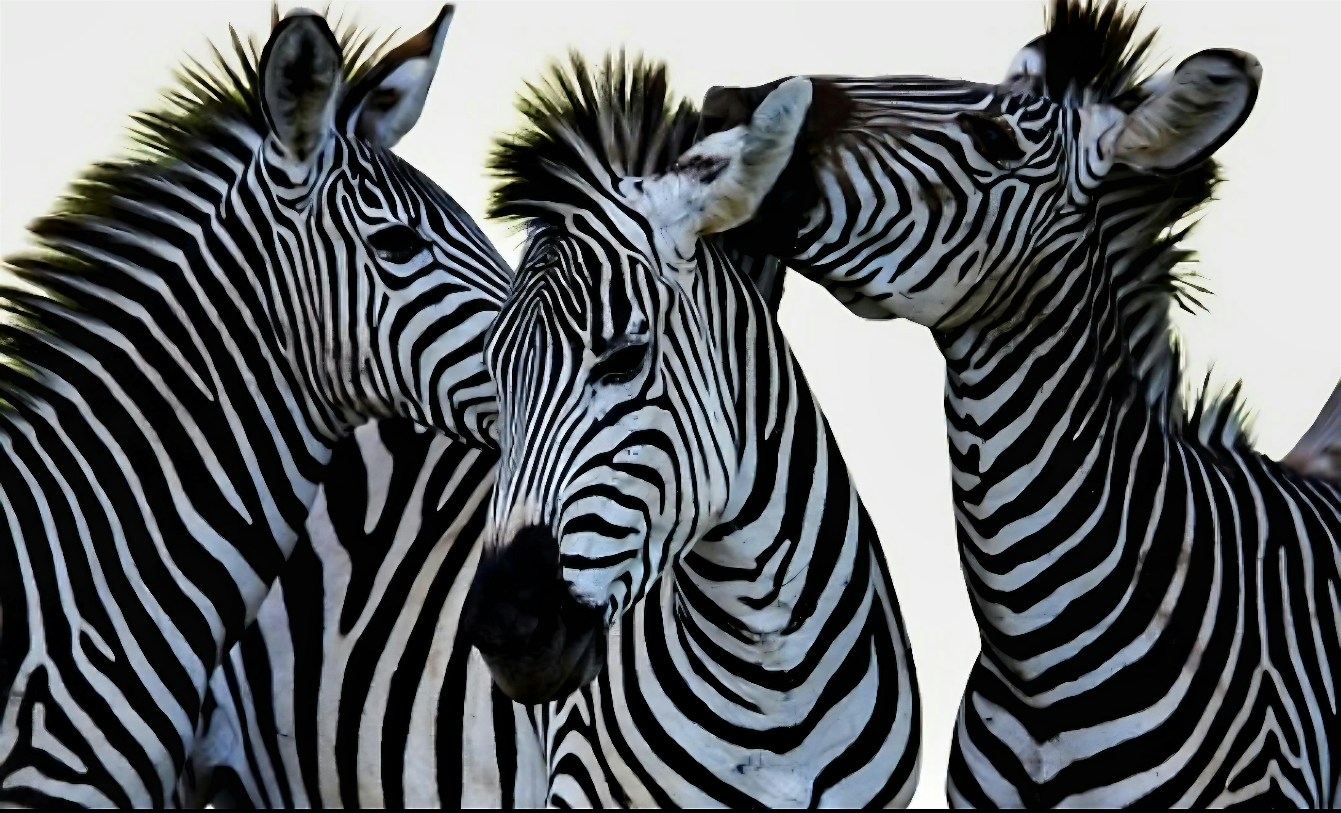 7th Annual Zebra Dazzle 5k Walk/Run/Bike for Amyloidosis Awareness - NW, DC